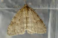 novembermoth151010_small.jpg