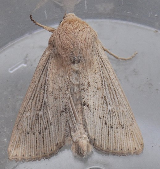 obscurewainscot25511.jpg