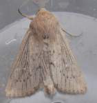 obscurewainscot25511_small.jpg