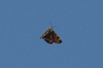 orangeunderwing.jpg