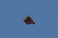 orangeunderwing_small.jpg