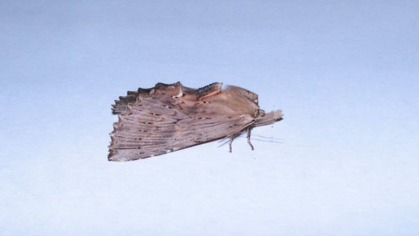 paleprominent10508.jpg