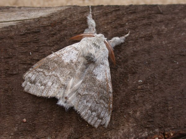 paletussock2507.jpg