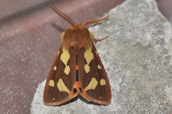 pattenstigermoth.jpg