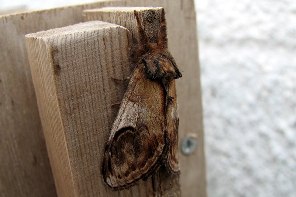 pebbleprominent28707.jpg