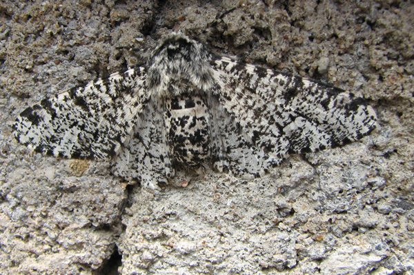 pepperedmoth11607.jpg