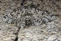 pepperedmoth11607_small.jpg