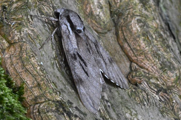 pinehawkmoth.jpg