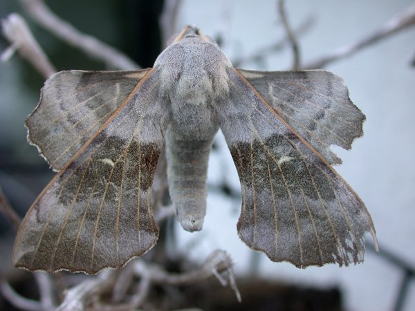 poplarhawkmoth.jpg