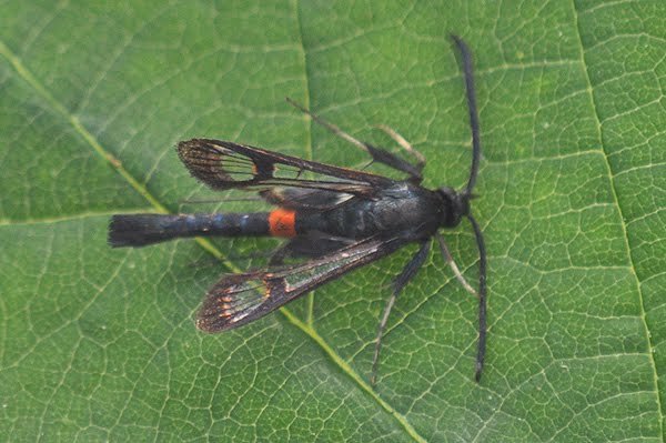 redbeltedclearwing.jpg