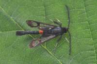 redbeltedclearwing_small.jpg