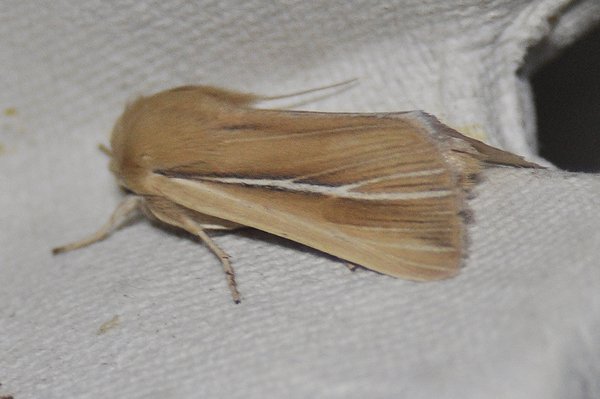 shorewainscot28610.jpg