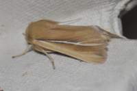 shorewainscot28610_small.jpg