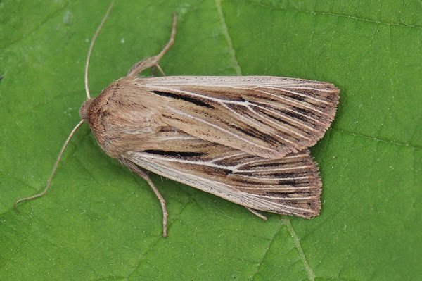 shoulderstripedwainscot5610.jpg