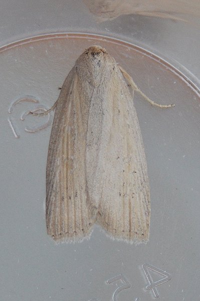 silkywainscot27610.jpg