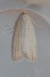 silkywainscot27610_small.jpg