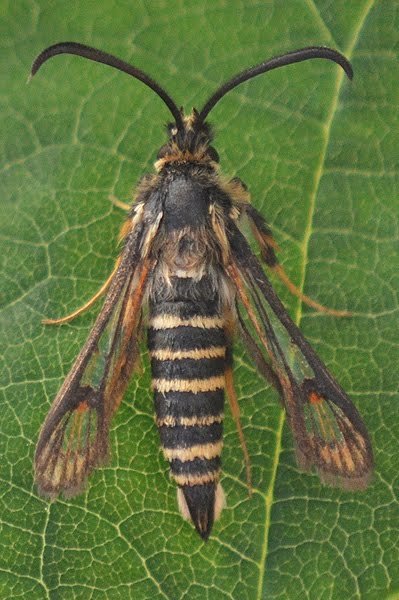 sixbeltedclearwing.jpg