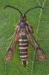 sixbeltedclearwing_small.jpg