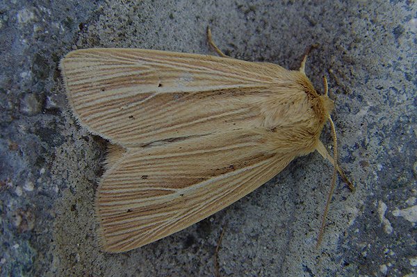 smokywainscot.jpg