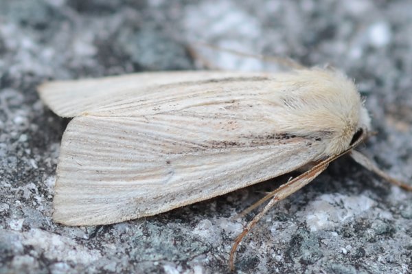 southernwainscot10812.jpg