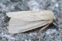 southernwainscot10812_small.jpg