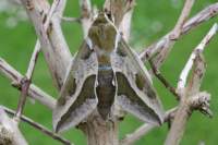 spurgehawkmoth_small.jpg