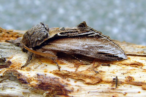 swallowprominent.jpg