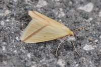 vestal31011_small.jpg