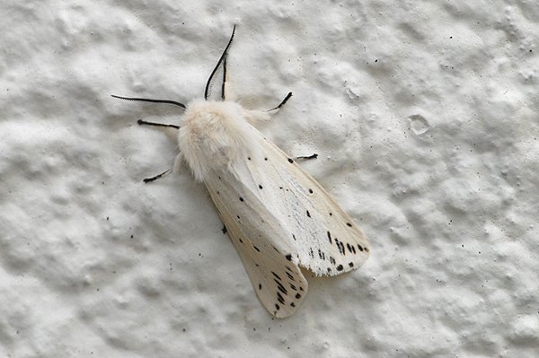 whiteermine.jpg