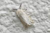 whiteermine_small.jpg