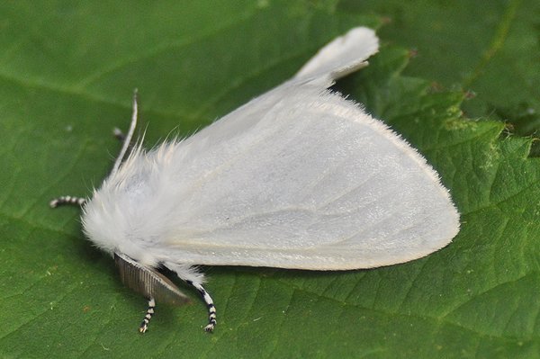 whitesatinmoth.jpg