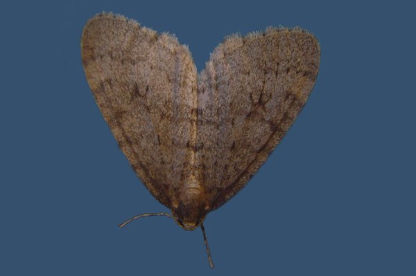 wintermoth17110.jpg