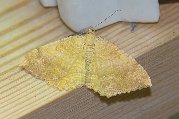 yellowshell22807.jpg