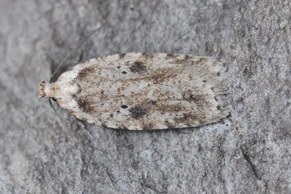 agonopterixarenella.jpg