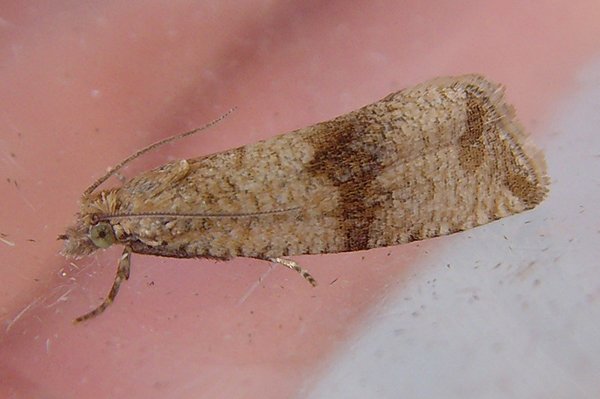 celyphastriana2.jpg