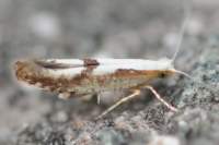 argyresthiapruniella_small.jpg
