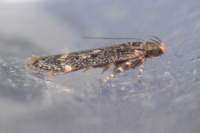 bryotrophaaffinis20511_small.jpg