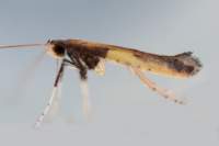 caloptiliaazaleella_small.jpg