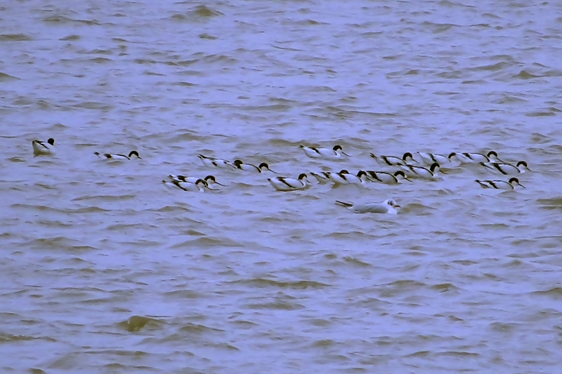 Avocet