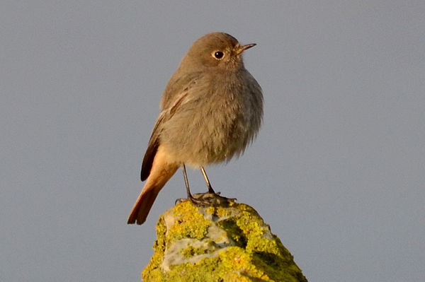 Black Redstart