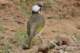 chinesebulbul_small.jpg