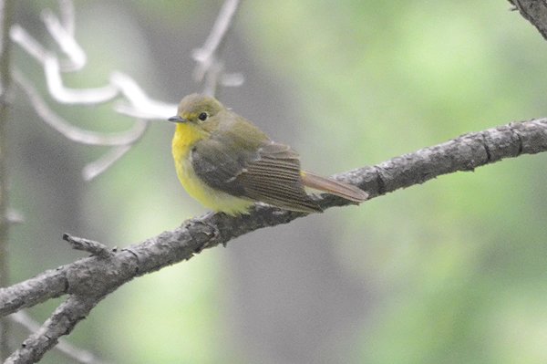 chineseflycatcher.jpg
