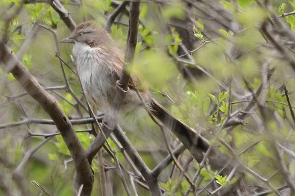 chinesehillwarbler.jpg