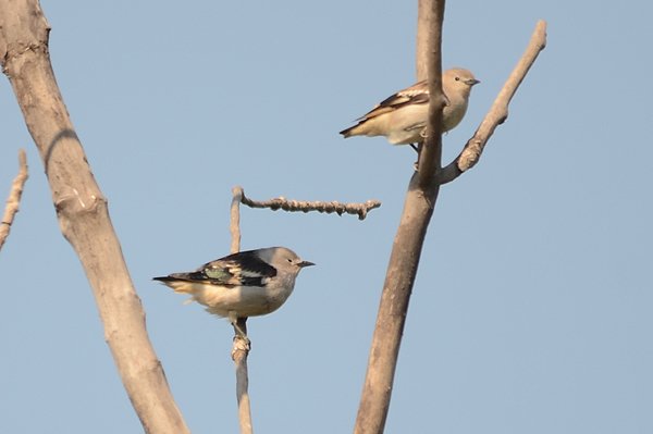 daurianstarling.jpg