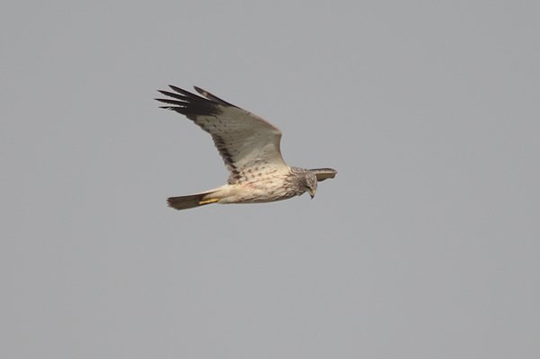easternmarshharrier.jpg