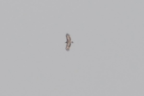 greaterspottedeagle.jpg