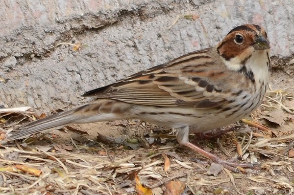 littlebunting.jpg