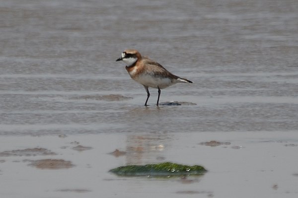 mongolianplover.jpg