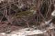 olivebackedpipit_small.jpg