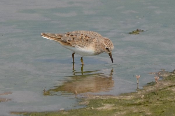 temmincksstint.jpg